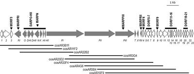 Identification by Genome Mining of a Type I Polyketide Gene Cluster from Streptomyces argillaceus Involved in the Biosynthesis of Pyridine and Piperidine Alkaloids Argimycins P